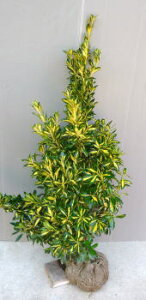 y}TLiiJtL}TLjz1.0mO@c@܂