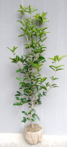 JԒylG炫iVLULNZCjz1.5mO@c@