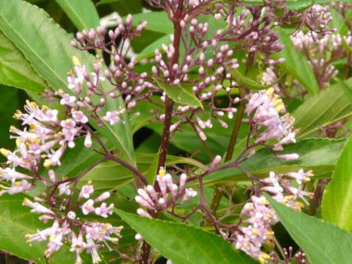 楽天市場 花紫式部 ハナムラサキシキブ 5 5号ポット 1 2ｍ前後 植木生産販売専門店 芝樹園