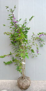 tcyiTLVLujz1.2mO@c@iRTLjނ炳ԁ@ނ炳