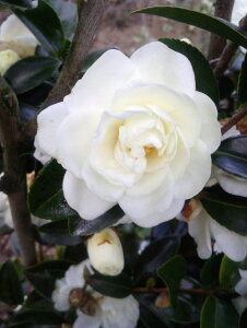 �c�{�~�t���y�x�m�̋P�@�T�U���J�z����1.5m�O��@�������c�@�����̐��^�ȉԁ@�i�t�W�m�J�K���L�@�j�����񂩁@�R����