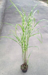 ̃XXLiJjyz^K i^JmnXXLjz@5|bgc@̉HXXL-