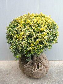楽天市場 珍しい種類 黄金ツゲ ゴールデンジェム 植木生産販売専門店 芝樹園 楽天市場 珍しい種類 黄金ツゲ ゴールデンジェム 植木生産販売専門店 芝樹園