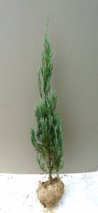 yu[GWFz1.2mO@c@K[fjÕV{c[Ɂ@Rjt@[@Ԃ邤񂶂