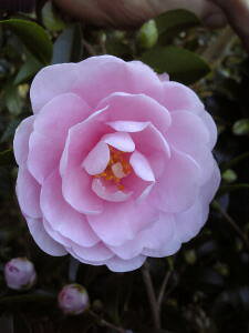 JԒyRԁiIgTUJjzc@1.5mO