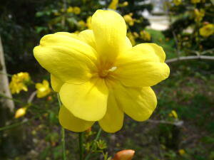 2026NJԗ\y_쉩~iEiIEoCjz1.5mO@c@Ȃ񂨂΂