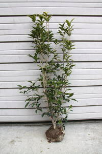 JԒylG炫iVLULNZCjz1.2mO@