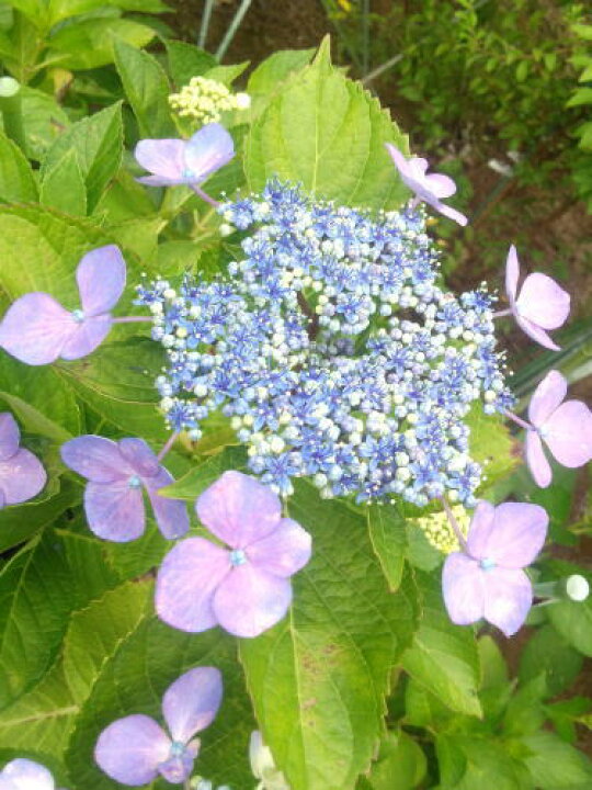 楽天市場】ボリューム有り【額紫陽花（ガクアジサイ）】樹高1.0m前後 