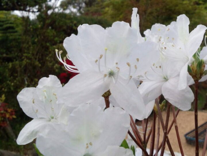 楽天市場】2026年開花予定【白花ミツバツツジ】樹高1.1m前後 根巻き苗 