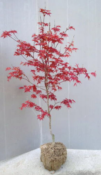 楽天市場】春に最も鮮やかな赤葉【千染紅葉（チシオモミジ）】樹高0.9 