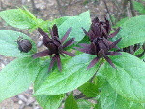 ロウバイ 盆栽 植木の人気商品 通販 価格比較 価格 Com