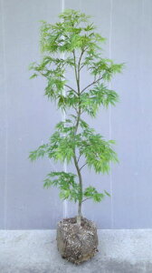 y}gtiAIV_~Wjz1.2mO@ڂ؍c@݂