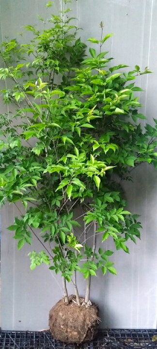 楽天市場】【現品】【アオダモ 株立ち状（05）】 樹高約1.7m 根巻き苗 