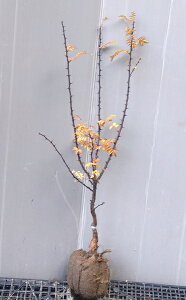 yRiTVEjz1.0mO@c@tRinTVEj