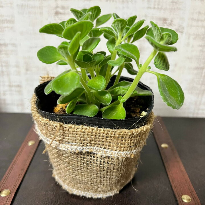 楽天市場 アロマティカス ミニ 室内でも育てられる ハーブ苗 ゴキブリ駆除 観葉植物 多肉植物 アロマティカス シブリングス ガーデン 楽天市場 アロマティカス ミニ 室内でも育てられる ハーブ苗 ゴキブリ駆除 観葉植物 多肉植物 アロマティカス シブリングス ガーデン