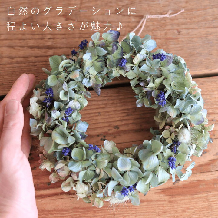 楽天市場】【約直径17cm】 ミニリース ＊ あじさい ◇ 富良野産 