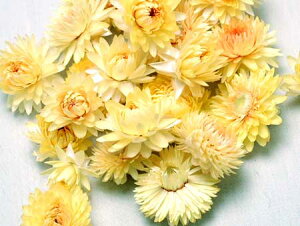 wNTwbhN[/JCUCNEMMN/kCYhCt[EԍށE[XEEYEޗEfށEi`ECeA