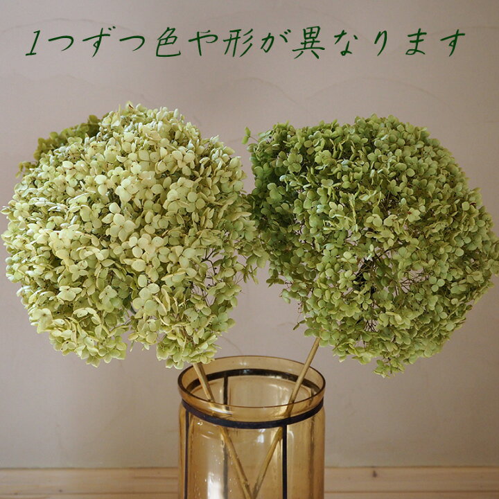 おトク アナベルドライフラワー枝付き6本 Www Anavara Com