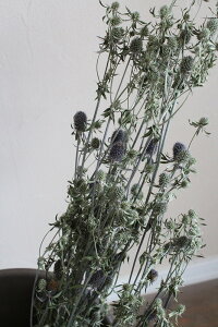 GW[ O[ (GWE) / hCt[ kCY CeA i`