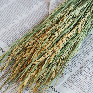  (  )/   / kCY hCt[ ԍ [X  Y ޗ f i` CeA fBXvC