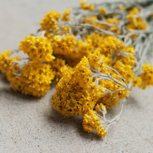 Loi[_Z / kCYhCt[ ԍ [X  Y ޗ f i` CeA F ԃ[_Z