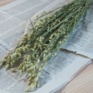  E Ro\E E ΂񂻂 / kCY hCt[ ԍ [X  Y ޗ f i` CeA fBXvC O[@OX