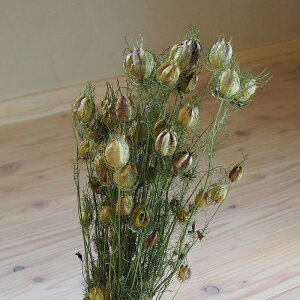 jQ ( N^l\E )/ kCY hCt[ ԍ [X  Y ޗ f i` CeA O[