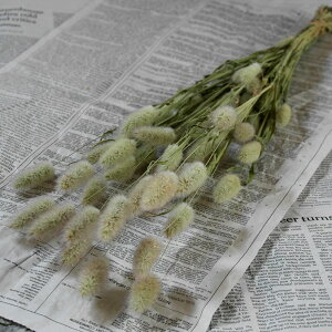 OX  ̂ hCt[ / kCY ԍ [X  Y ޗ f i` CeA O[ 킢