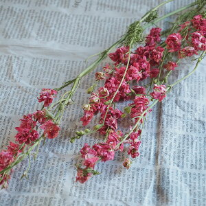 [NXp[ ( ǂ葐 ) ZsN fB[vsN / kCY hCt[ ԍ [X  Y ޗ f i` CeA