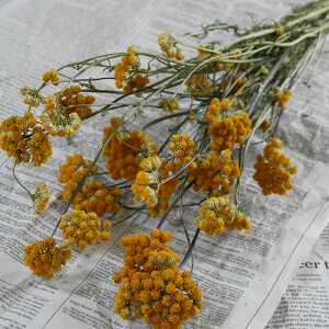 [iX / kCY hCt[ ԍ [X  Y ޗ f i` CeA n[u F CG[