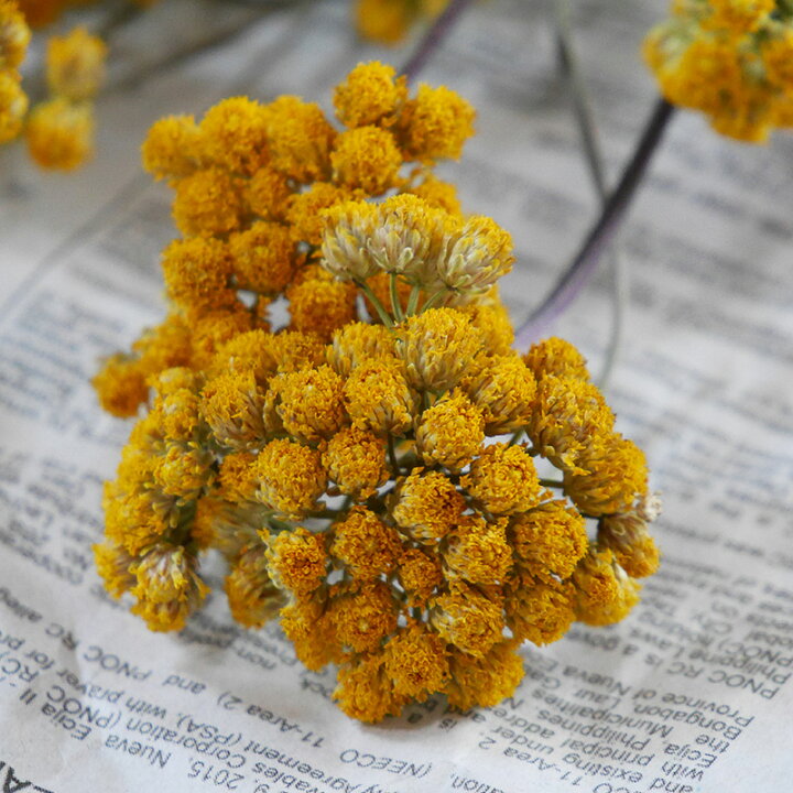 楽天市場 ローナス 北海道産 ドライフラワー 花材 リース 手作り 国産 材料 素材 ナチュラル インテリア ハーブ 黄色 イエロー ドライフラワー雑貨 花七曜