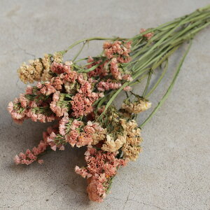 X^[`X AvRbg / kCY hCt[ ԍ [X  Y ޗ f i` CeA fBXvC IW CG[ x[W