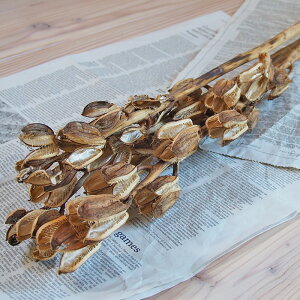 Eo ( WS ) / kCY hCt[ ԍ [X  Y ޗ f i` CeA fBXvC {^jJ