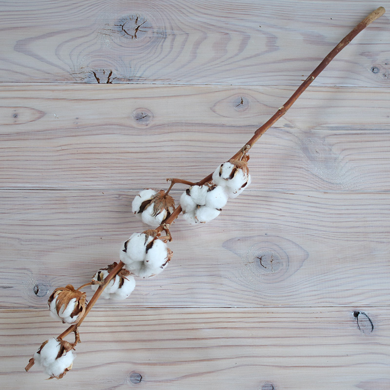 綿の実枝つき　ホワイト　コットンフラワー　リース　インテリア　クリスマス　花材　ナチュラル　材料　素材　ドライフラワー　綿花