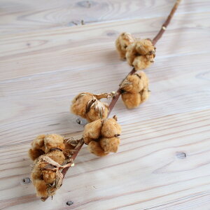 Ȃ̎} uE / Rbgt[ [X ԍ NX}X f hCt[ ޗ ȉ efBxARbg CeA i` } } Ȃ̖ Rbg  F