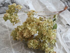 楽天市場 紫陽花 八重の通販