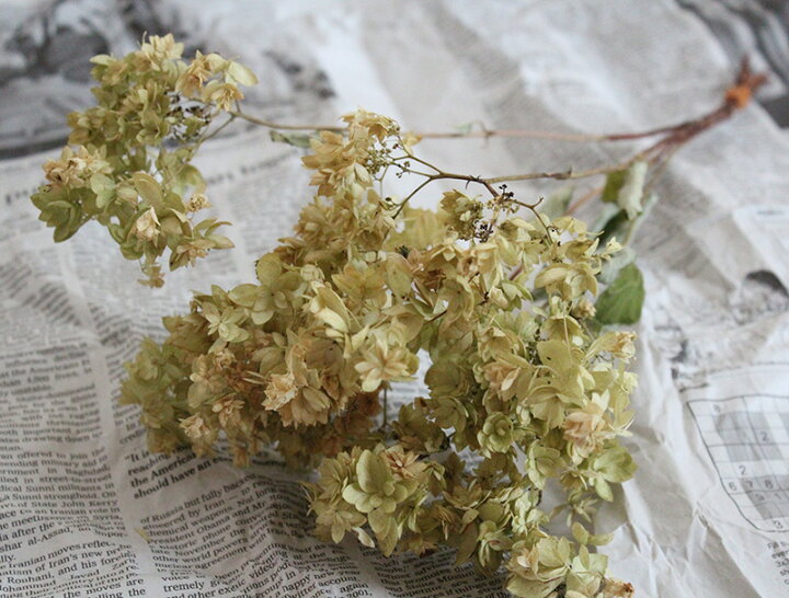 楽天市場 アナベル 八重 ヘイジスターバスト 北海道産ドライフラワー グリーン あじさい アジサイ ナチュラル ディスプレイ インテリア ドライフラワー雑貨 花七曜