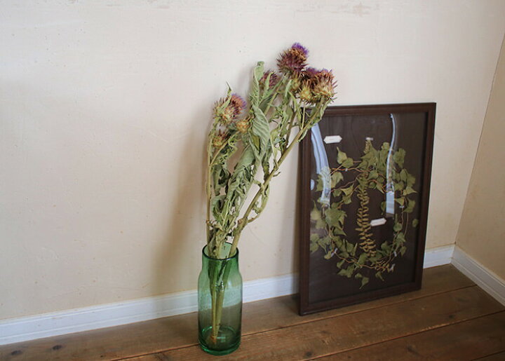 楽天市場 約60 80cm アーティチョーク ロング ドライフラワー 花材 リース 手作り 材料 素材 ナチュラル インテリア ボタニカル グリーン ディスプレイ アーティーチョーク ドライフラワー雑貨 花七曜