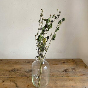 yhCt[z{E}  C`r STCo LAT ؗt ˖  FԂɊۂ킢i`ȃhCt[ / kCY hCt[ {^jJ i` fBX