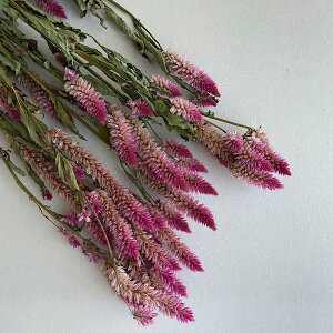 LhPCgE / kCY hCt[ sNp[v i` fBXvC CeA Ƃ