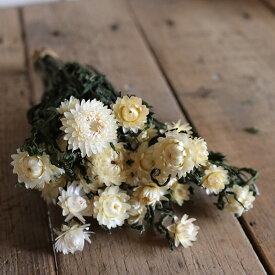 これまでで最高のドライ フラワー 白 すべての美しい花の画像 これまでで最高のドライ フラワー 白 すべての美しい花の画像