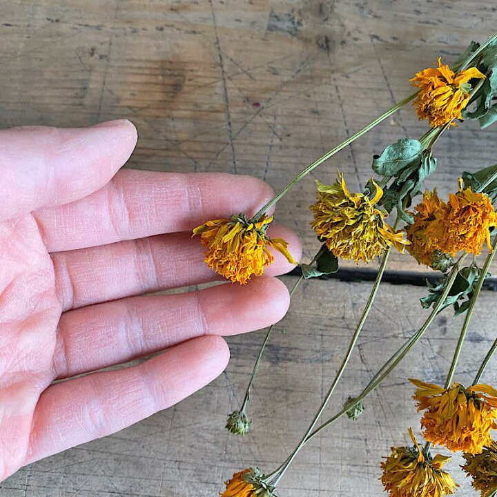楽天市場 ヘリオプシス 姫ヒマワリ 宿根ひまわり 北海道産ドライフラワー 花材 リース 手作り 国産 材料 素材 ナチュラル インテリア ディスプレイ ドライフラワー雑貨 花七曜