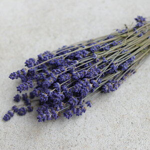 yxǖYzxǖ색x_[3 ނ炳 / Z / kCY hCt[ ԍ [X  Y ޗ f i` CeA n[u