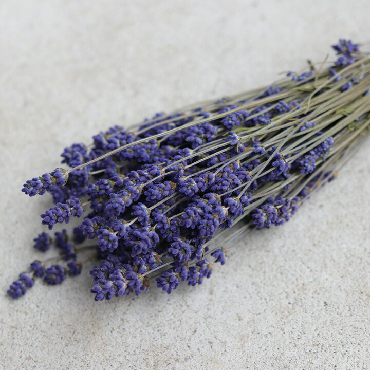 楽天市場 富良野産 富良野ラベンダー３号 こいむらさき 濃紫 北海道産 ドライフラワー 花材 リース 手作り 国産 材料 素材 ナチュラル インテリア ハーブ ドライフラワー雑貨 花七曜