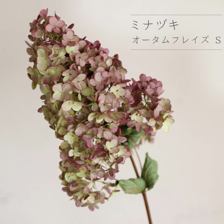 楽天市場 アジサイ ミナヅキ枝付き オータムフレイズ Sサイズ あじさい アジサイ ピラミッドアジサイ ノリウツギ 国産 ドライフラワー 花材 リース 手作り 材料 素材 ナチュラル インテリア ドライフラワー雑貨 花七曜