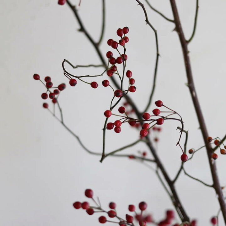 楽天市場 大枝 赤い実 長さ約60cm 80cm 野バラの実 ドライフラワー 北海道産ドライフラワー 花材 リース 手作り 国産 材料 素材 ナチュラル インテリア ディスプレイ 赤い実 野ばらの実 シンプル 木の実 ドライフラワー雑貨 花七曜