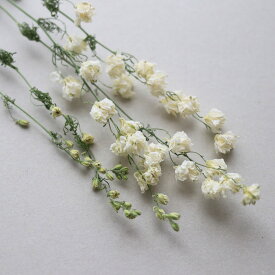 楽天市場 ふわふわ カラーベージュ ドライフラワー 花 観葉植物 花 ガーデン Diyの通販 楽天市場 ふわふわ カラーベージュ ドライフラワー 花 観葉植物 花 ガーデン Diyの通販