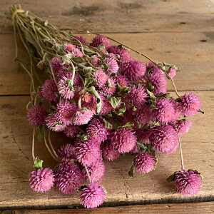 g CbN (sNp[v) / kCYhCt[ i` CeA ԍ f Ntg ޗ [X