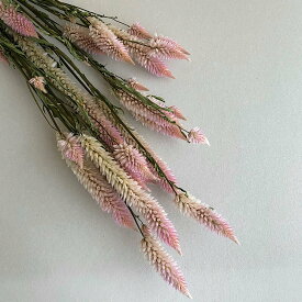 楽天市場 シャロン 花 ガーデン Diy の通販