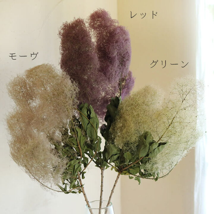 楽天市場】【 大枝 丈60〜80cm 】 スモークツリー ロング (1〜2本  